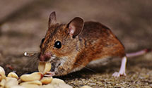 24 Hour & Emergency Exterminators in Minot AFB, ND